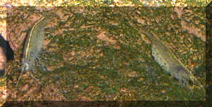 Internetseite 03.jpg (72975 Byte)